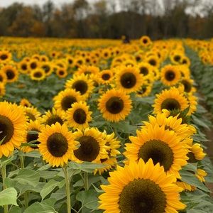 Meet your Posher, Cristiane